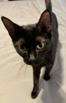 Rescue Domestic Short Hair Cats for Adoption in Brighton, Tennessee - Nala (Peg-Fostered In TN) | PetCurious