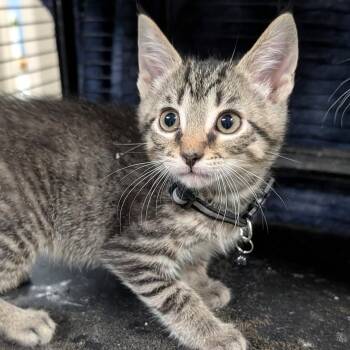 Trevor -  Tabby Cat for Adoption in Wilmington, Ohio - Trevor | PetCurious