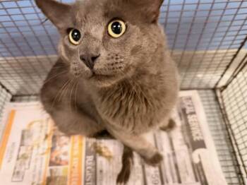 GRIMER -  Domestic Short Hair Cat for Adoption in Tustin, California - GRIMER | PetCurious