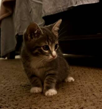 Rescue Domestic Medium Hair Cats for Adoption in Tustin, California - Stella | PetCurious