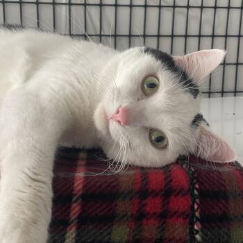 French Toast -  Domestic Short Hair Cat for Adoption in Chicago, Illinois - French Toast | PetCurious