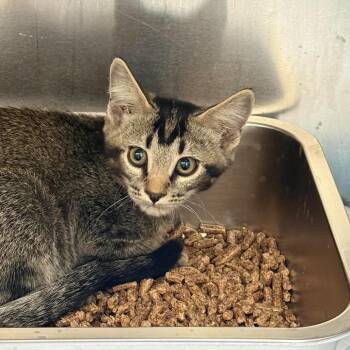 Cotton -  Domestic Short Hair Cat for Adoption in Murray, Utah - Cotton | PetCurious