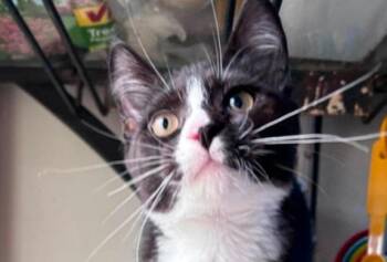 Charlie Chaplin -  Domestic Short Hair Cat for Adoption in Milton, Delaware - Charlie Chaplin | PetCurious