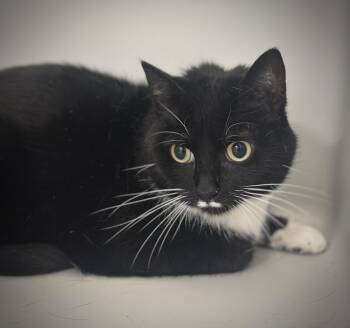 Cookie -  Domestic Short Hair Cat for Adoption in Stafford, Virginia - Cookie | PetCurious
