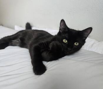 Ghost Pepper -  Domestic Medium Hair Cat for Adoption in Norco, California - Ghost Pepper | PetCurious