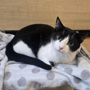 Tuxedo Cats Available for Adoption in Warr Acres, Oklahoma - Sunnie | PetCurious