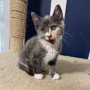 Domestic Short Hair Cats Available for Adoption in Jarrettsville, Maryland - Polka Dot | PetCurious