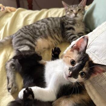 The Found Family Trio - Hudson, Gigi & Tony -  Domestic Short Hair Cat for Adoption in Boca Raton, Florida - The Found Family Trio - Hudson, Gigi & Tony | PetCurious