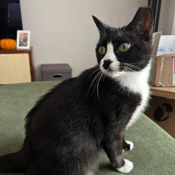 Wendy Ramishvili -  Domestic Short Hair Cat for Adoption in Merrifield, Virginia - Wendy Ramishvili | PetCurious