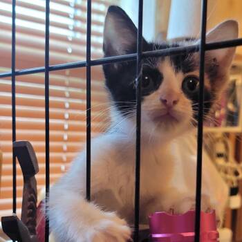 Jazzie -  Domestic Short Hair Cat for Adoption in Baytown, Texas - Jazzie | PetCurious