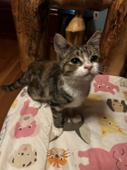 Rescue Domestic Medium Hair Cats for Adoption in Absecon, New Jersey - Junie | PetCurious