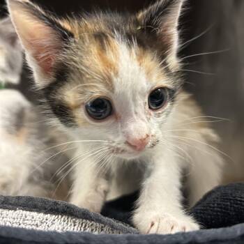 Shadow -  Domestic Short Hair Cat for Adoption in Nashville, Tennessee - Shadow | PetCurious