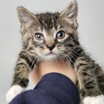 Rescue Domestic Short Hair Cats for Adoption in Winchester, Virginia - London Fog | PetCurious
