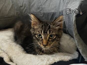 Rescue Tabby Cats for Adoption in Hamilton, Ontario - Birch | PetCurious