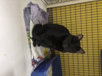 Rescue Domestic Short Hair Cats for Adoption in Lyndhurst, New Jersey - Dante | PetCurious