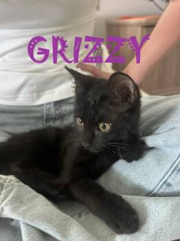 Grizzie -  American Shorthair and Domestic Short Hair Cat for Adoption in Walnut Creek, California - Grizzie | PetCurious