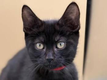 Uno -  Domestic Short Hair Cat for Adoption in Portland, Oregon - Uno | PetCurious