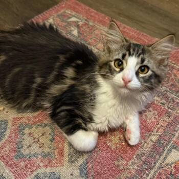 Domestic Long Hair Cats Available for Adoption in Bulverde, Texas - Hanz | PetCurious