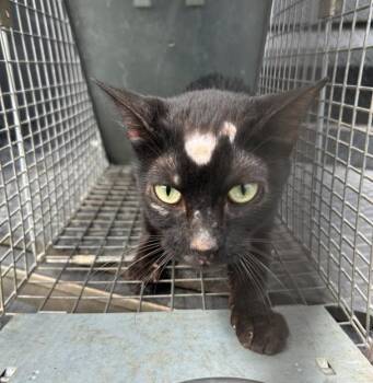 SCAR -  Domestic Short Hair Cat for Adoption in San Antonio, Texas - SCAR | PetCurious