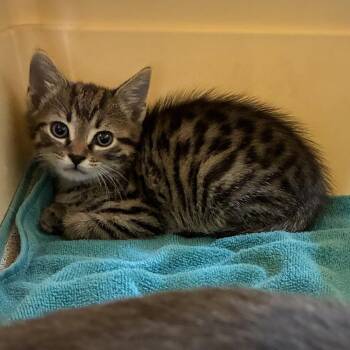 72719 -  Domestic Short Hair Cat for Adoption in Harrisonburg, Virginia - 72719 | PetCurious