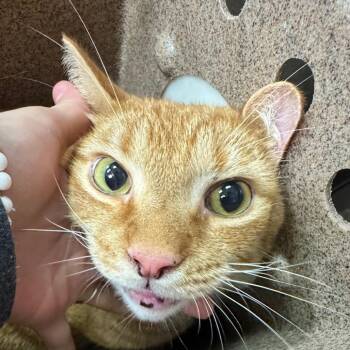 Timothy -  Domestic Short Hair Cat for Adoption in Birmingham, Alabama - Timothy | PetCurious