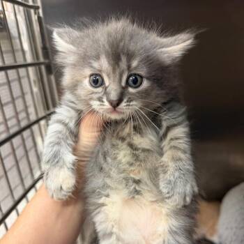 Yue -  Domestic Short Hair Cat for Adoption in Port Charlotte, Florida - Yue | PetCurious