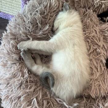 Wiikupii -  Domestic Short Hair Cat for Adoption in Abbotsford, British Columbia - Wiikupii | PetCurious