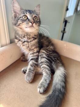 Halsey -  Domestic Short Hair Cat for Adoption in Evansville, Indiana - Halsey | PetCurious