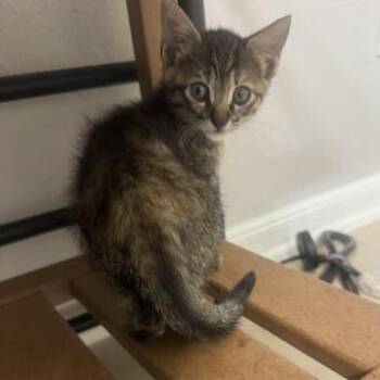 Tabby and Domestic Short Hair Cats Available for Adoption - Hazel Fern | PetCurious