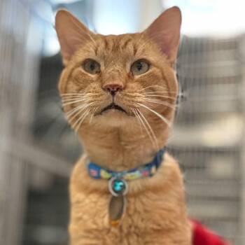 Domestic Short Hair Cats Available for Adoption - Poprocks | PetCurious