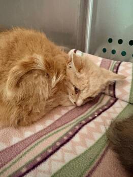Southerland 12 -  Domestic Short Hair Cat for Adoption in Morgantown, Kentucky - Southerland 12 | PetCurious