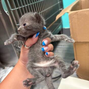 Asteroid -  Domestic Short Hair Cat for Adoption in Lake Jackson, Texas - Asteroid | PetCurious