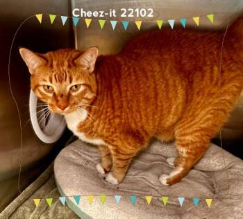 CHEEZ-IT (see also CHEETO) -  Domestic Short Hair Cat for Adoption in Marietta, Georgia - CHEEZ-IT (see Also CHEETO) | PetCurious