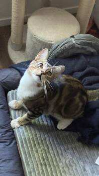 Simba -  Domestic Short Hair Cat for Adoption in Sonora, California - Simba | PetCurious