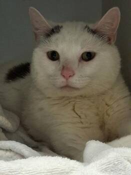 Goten -  Domestic Short Hair Cat for Adoption in Fairfax, Virginia - Goten | PetCurious