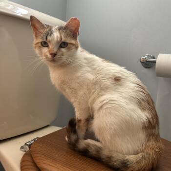 Rescue Domestic Short Hair Cats for Adoption in Pitman, New Jersey - Julie | PetCurious