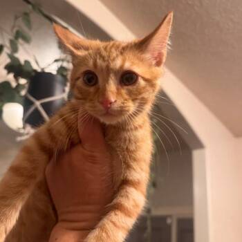 Ginger -  Domestic Short Hair Cat for Adoption in Layton, Utah - Ginger | PetCurious