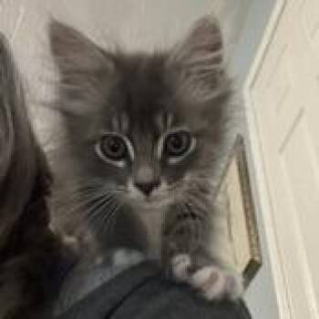 Fasa -  Domestic Long Hair Cat Available for Adoption in Cumming, Georgia - Fasa | PetCurious