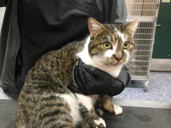 Domestic Short Hair Cats Available for Adoption - ZO | PetCurious