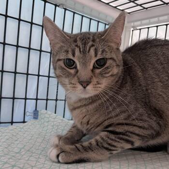 GiddyUp -  Domestic Short Hair Cat for Adoption in Chicago, Illinois - GiddyUp | PetCurious