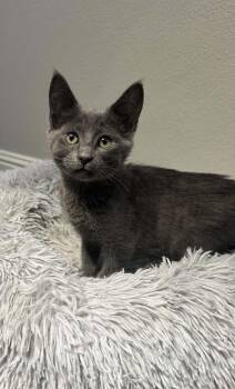 Georgette ( CC) -  Russian Blue and Domestic Short Hair Cat for Adoption in Napa, California - Georgette ( CC) | PetCurious