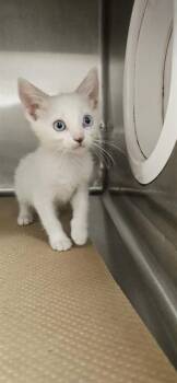 BOOTH -  Domestic Short Hair Cat for Adoption in Albuquerque, New Mexico - BOOTH | PetCurious