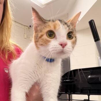 Khloe -  Domestic Short Hair Cat for Adoption in Indianapolis, Indiana - Khloe | PetCurious