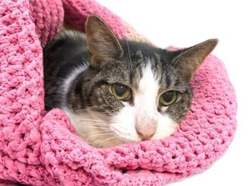 KIB -  Domestic Short Hair Cat for Adoption in Fort Lauderdale, Florida - KIB | PetCurious