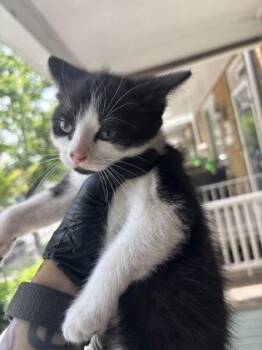Tunlung -  Domestic Short Hair Cat Available for Adoption in West Chester, Pennsylvania - Tunlung | PetCurious