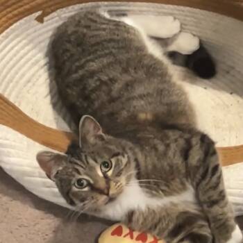 Rescue Domestic Short Hair Cats for Adoption in Sioux Falls, South Dakota - Roo | PetCurious