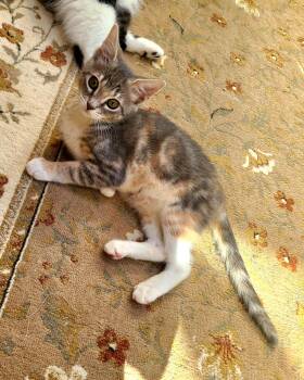 Bizee & Mason -  Domestic Short Hair Cat for Adoption in Kirkland, Washington - Bizee & Mason | PetCurious