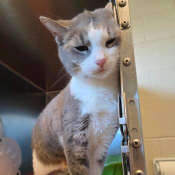 Domestic Short Hair Cats Available for Adoption in Bristol, Indiana - Zola | PetCurious