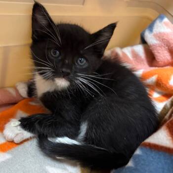 Rescue Domestic Short Hair Cats for Adoption in Yuma, Arizona - HSOY-Stray-122824_2 | PetCurious