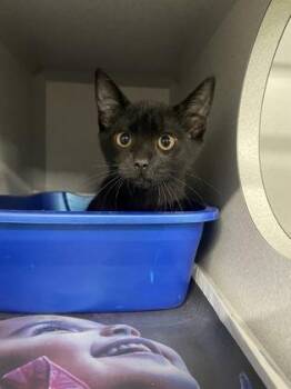 Shadow -  Domestic Short Hair and Siamese Cat for Adoption in Sacramento, California - Shadow | PetCurious